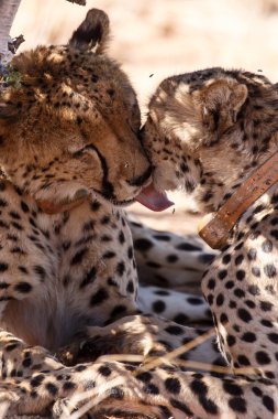 cheetah Sossusvlei yalama
