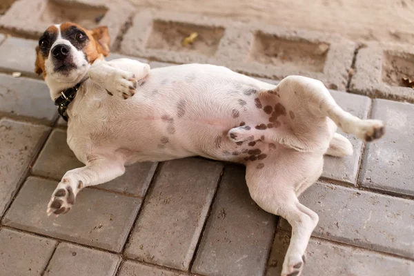 Hond in katima mulio - Namibië — Stockfoto