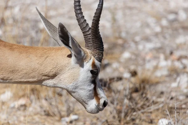 Antilopa skákavá - safari parku etosha v Namibii — Stock fotografie