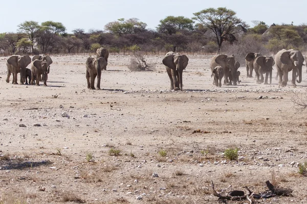 Fil - etkin safari park Namibya — Stok fotoğraf