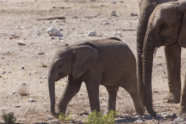 Young Elephant - Etosha Safari Park in Namibia — Stock Photo, Image