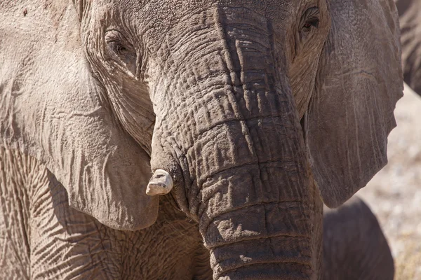 Elefant - etosha safari park i namibia — Stockfoto