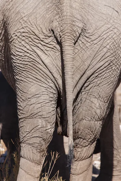 Elephant Bum - Etosha Safari Park in Namibia — Stock Photo, Image