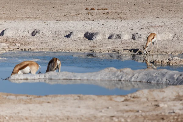 Springbok - Etosha Safari Park na Namíbia — Fotografia de Stock