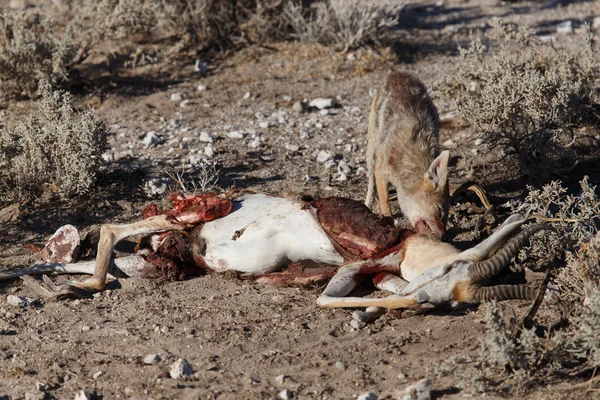 Chacal Comiendo Springbok - Etosha Safari Park en Namibia —  Fotos de Stock