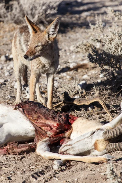 Jackal Eating Springbok - Etosha Safari Park in Namibia — Stock Photo, Image