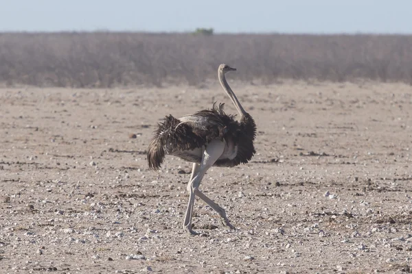 Devekuşu - etkin safari park Namibya — Stok fotoğraf