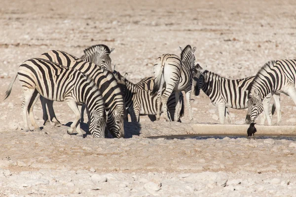 Zebra - etosha, Namibië — Stockfoto