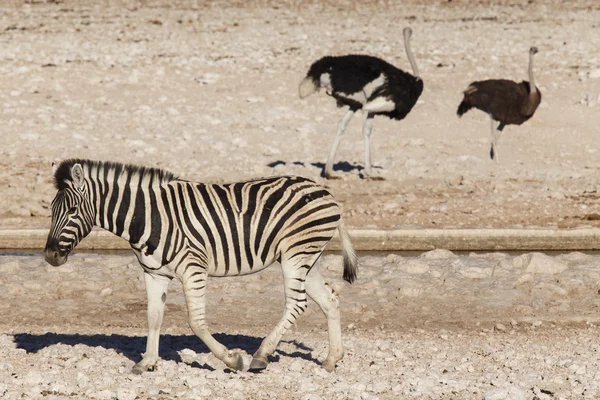 Zebra - etosha, Namibie — Stock fotografie