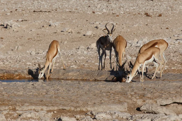 Springbok - parco di Etosha Safari in Namibia — Foto Stock