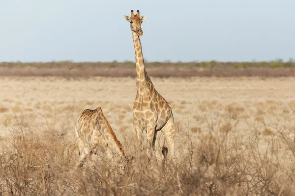 Girafa - Etosha Safari Park na Namíbia — Fotografia de Stock