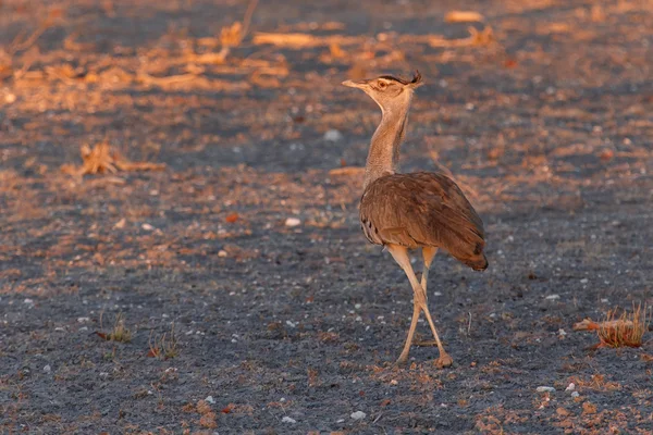 Kori Bustard - Etosha Safari Park na Namíbia — Fotografia de Stock