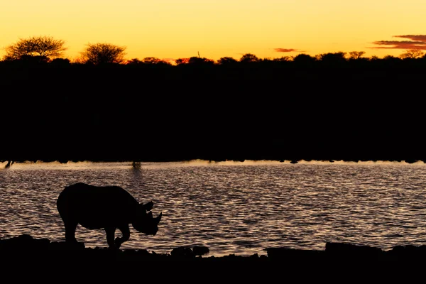 Czarny nosorożec - etosha park safari w Namibii — Zdjęcie stockowe