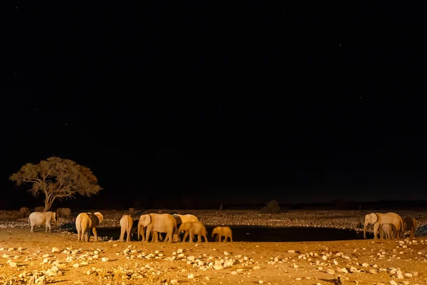 Etosha Safari Park en Namibia — Foto de Stock