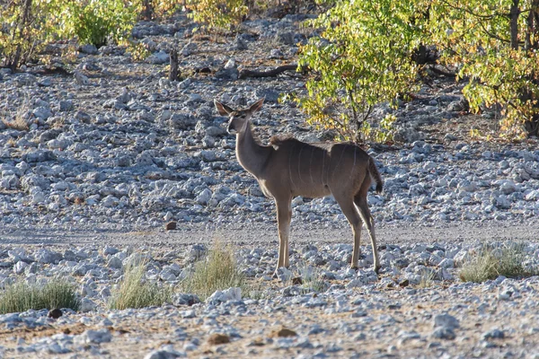 Etosha Safari Park en Namibia — Foto de Stock