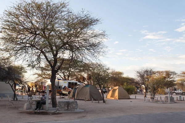Сафарі-парк Етоша в Намібії — стокове фото