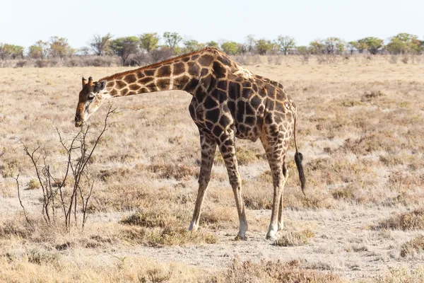 Giraffe - Etosha Safari Park in Namibia — Stock Photo, Image
