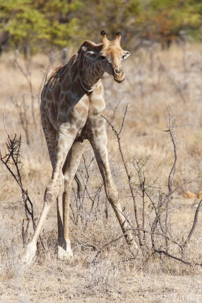 Giraffe - Etosha Safari Park in Namibia — Stockfoto