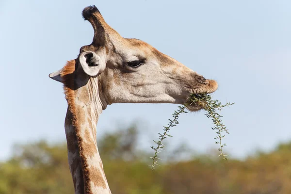 Žirafa - safari parku etosha v Namibii — Stock fotografie