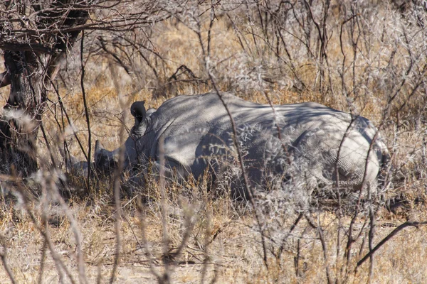 Λευκό ρινόκερο - πάρκο σαφάρι Ετόσα στην Ναμίμπια — Φωτογραφία Αρχείου