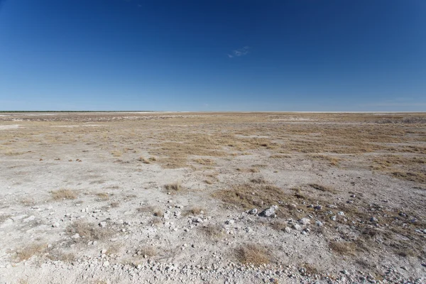 Etosha Safari Park na Namíbia — Fotografia de Stock