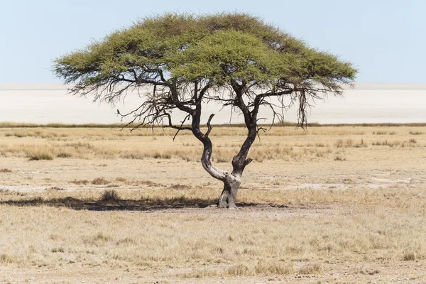 Etosha Safaripark i namibia — Stockfoto