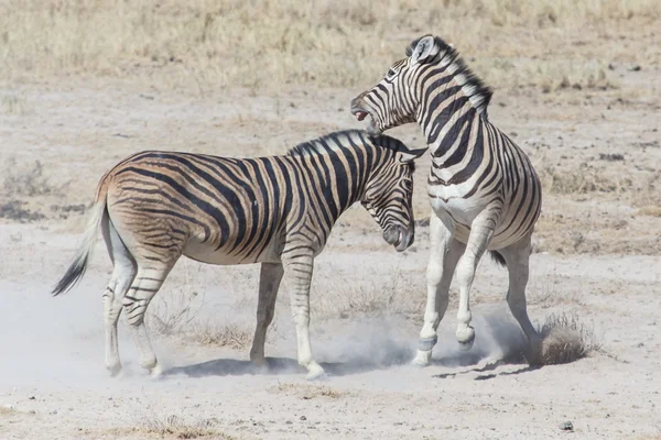 Zebra Fight - Etosha, Namibia — Stock Photo, Image
