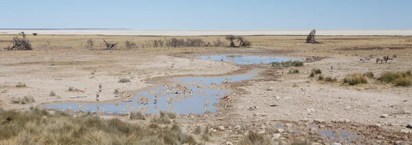 Zebra - etosha, Namibie — Stock fotografie