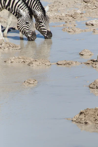 斑马在水坑-埃托沙、 纳米比亚 — 图库照片