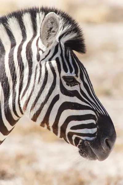 Zebra - Etosha, Namibia — Zdjęcie stockowe