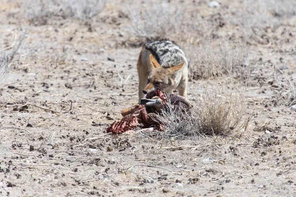 Chacal Comiendo Springbok - Etosha Safari Park en Namibia — Foto de Stock