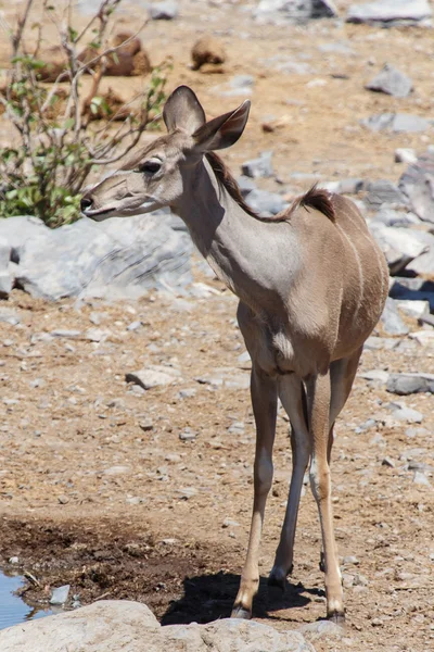 Parco di Etosha Safari in Namibia — Foto Stock