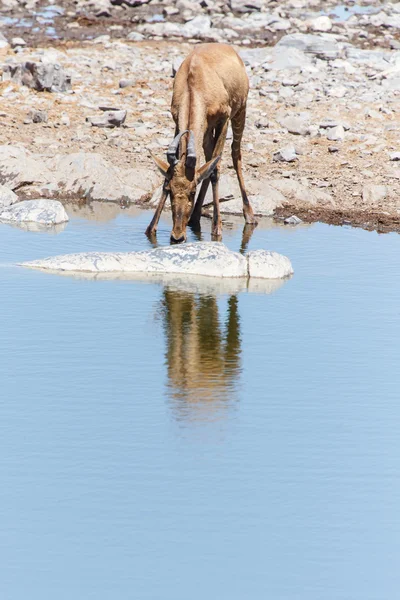 Etosha Safari Park in Namibia — Stock Photo, Image