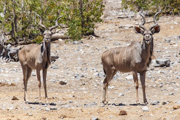 Kudu - Etosha Safari Park i Namibia - Stock-foto