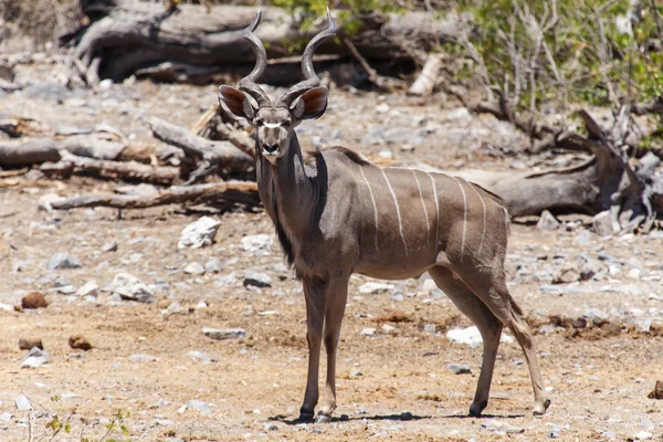 Kudu - parco di Etosha Safari in Namibia — Foto Stock