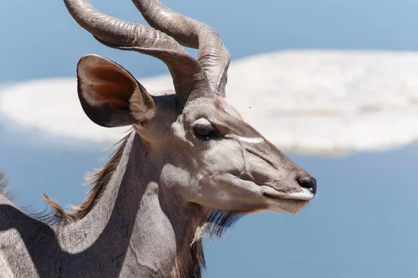 Μεγάλη αντιλόπη της Αφρικής - πάρκο σαφάρι Ετόσα στην Ναμίμπια — Φωτογραφία Αρχείου