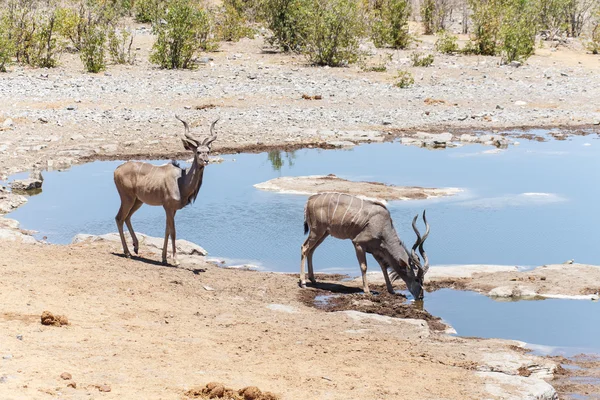 Kudu - parco di Etosha Safari in Namibia — Foto Stock