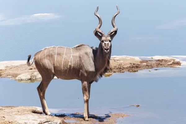 Kudu - parco di Etosha Safari in Namibia — Foto Stock
