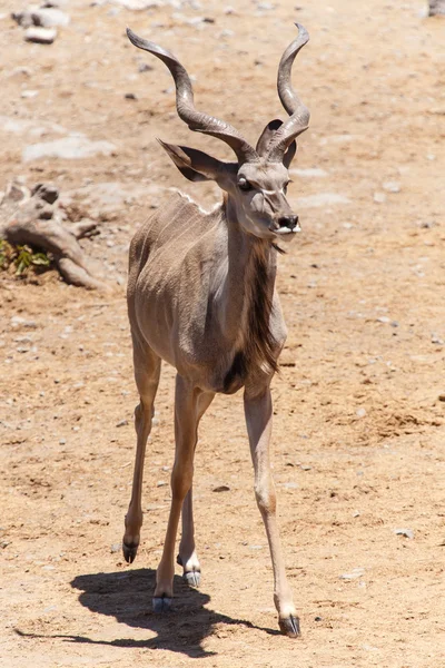 Kudu - etosha safari park-Namíbia — Stock Fotó