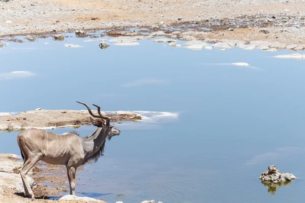 Kudu - parco di Etosha Safari in Namibia — Foto Stock