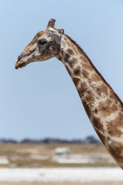 Žirafa - safari parku etosha v Namibii — Stock fotografie