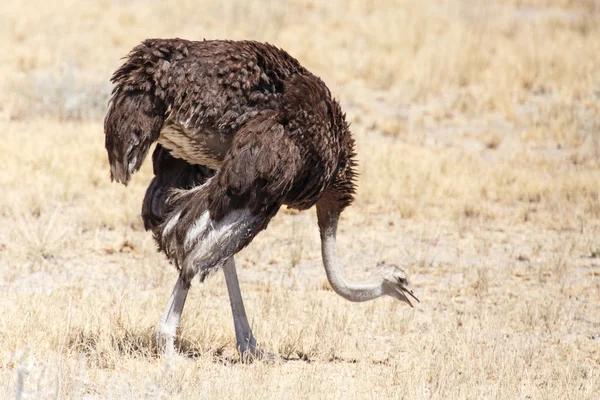 Female Ostrich - Etosha Safari Park in Namibia — Stock Photo, Image