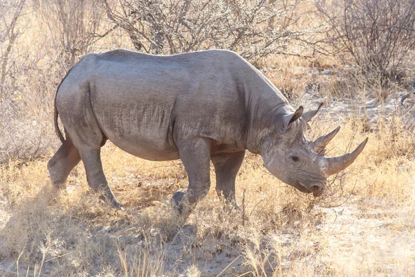 Svart noshörning - etosha safari park i namibia — Stockfoto