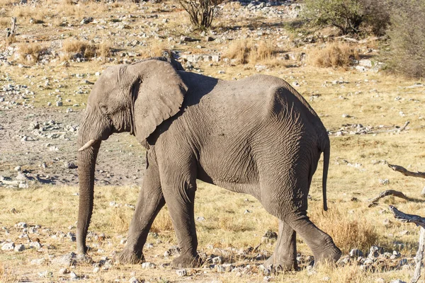 Elefante - Etosha Safari Park na Namíbia — Fotografia de Stock
