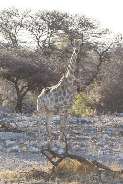 Zürafa - etkin safari park Namibya — Stok fotoğraf