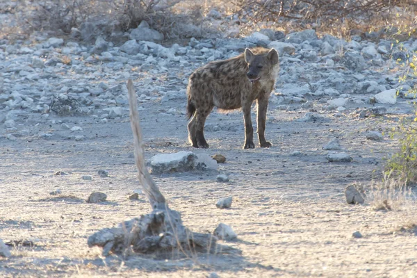 Hyena - Parcul Safari Etosha din Namibia — Fotografie, imagine de stoc