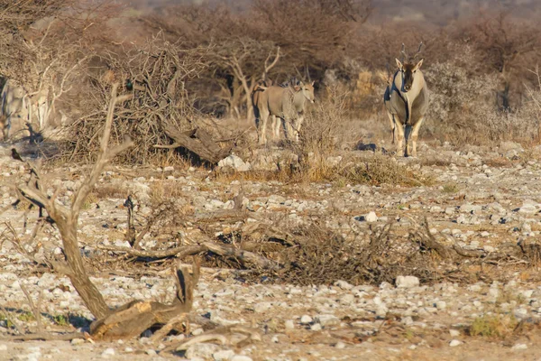 Είδος αντιλόπης - πάρκο σαφάρι Ετόσα στην Ναμίμπια — Φωτογραφία Αρχείου