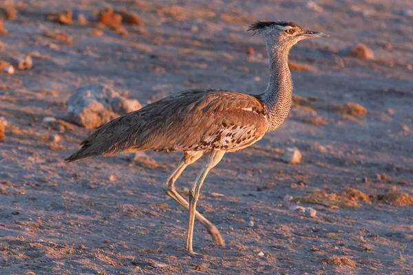 Kori Bustard - Etosha Safari Park en Namibia — Foto de Stock