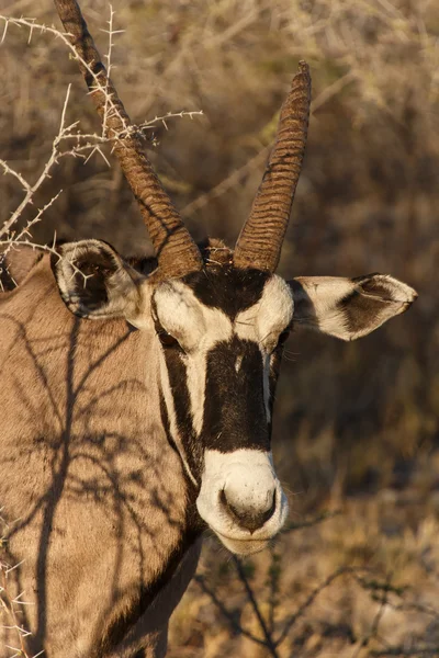Oryx - Parcul Safari Etosha din Namibia — Fotografie, imagine de stoc
