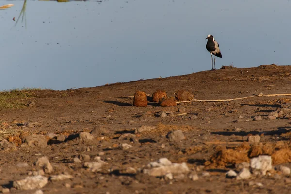 Etosha Safari Park na Namíbia — Fotografia de Stock